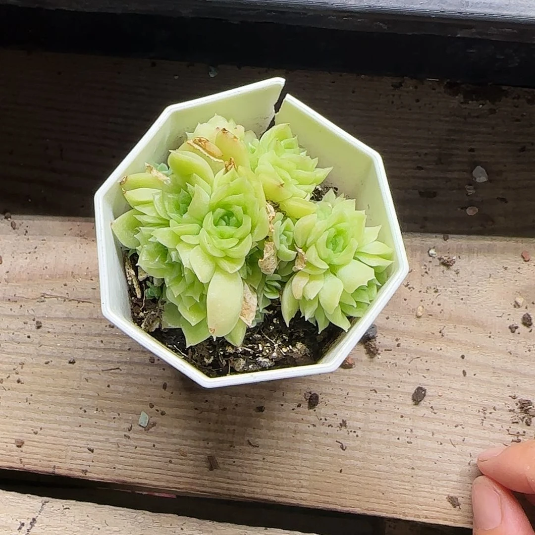 爱杜丽儿两盆满25包邮