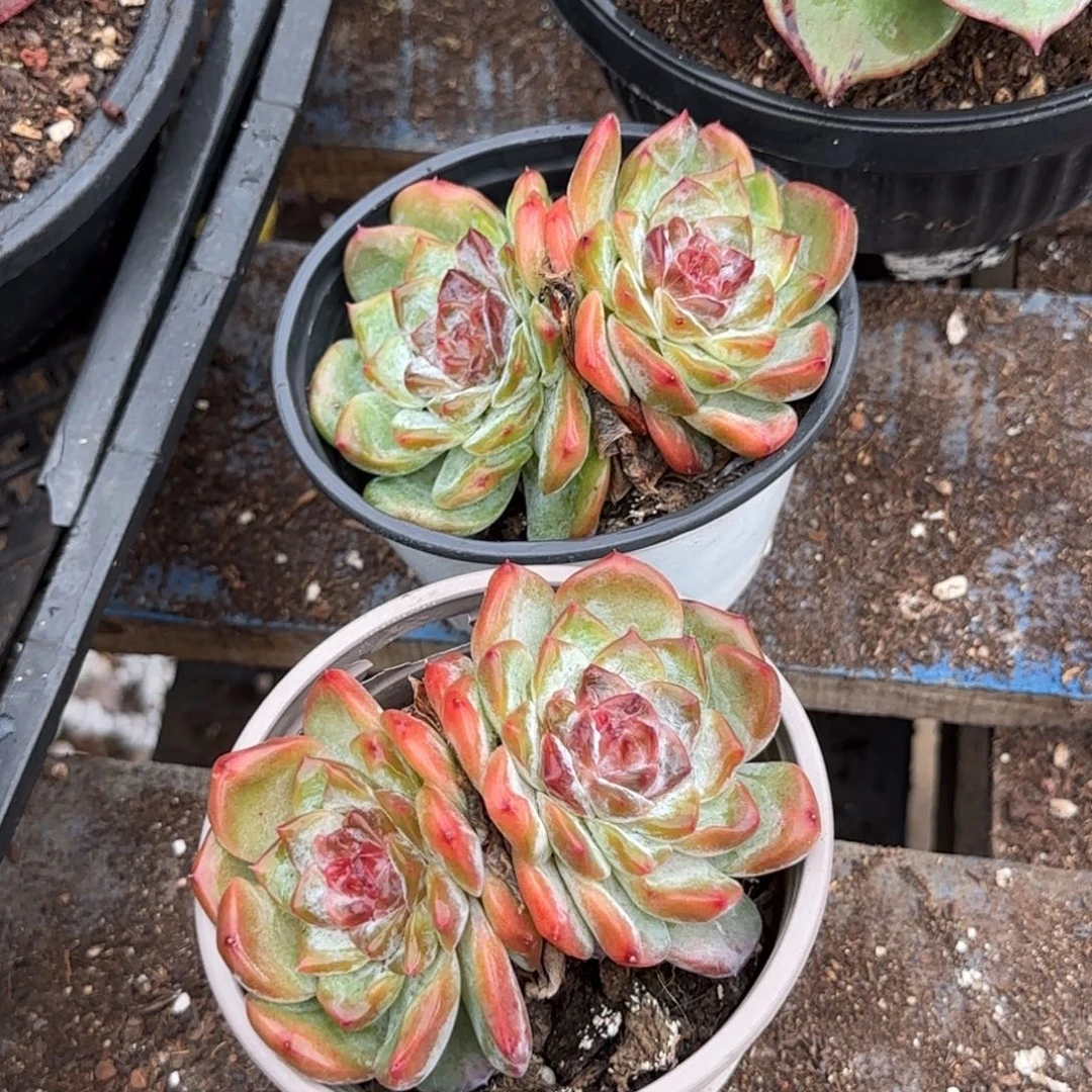 珍妮惊鸿一物一拍包装收缩花旱