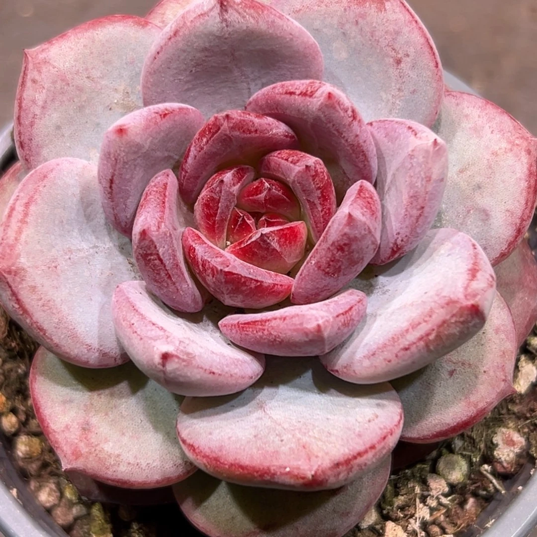 重庆森林，一物一拍。