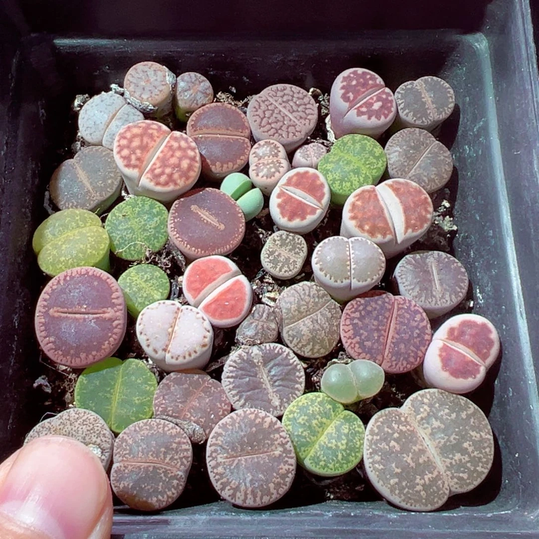 811-380多肉多肉整盆带盆包邮