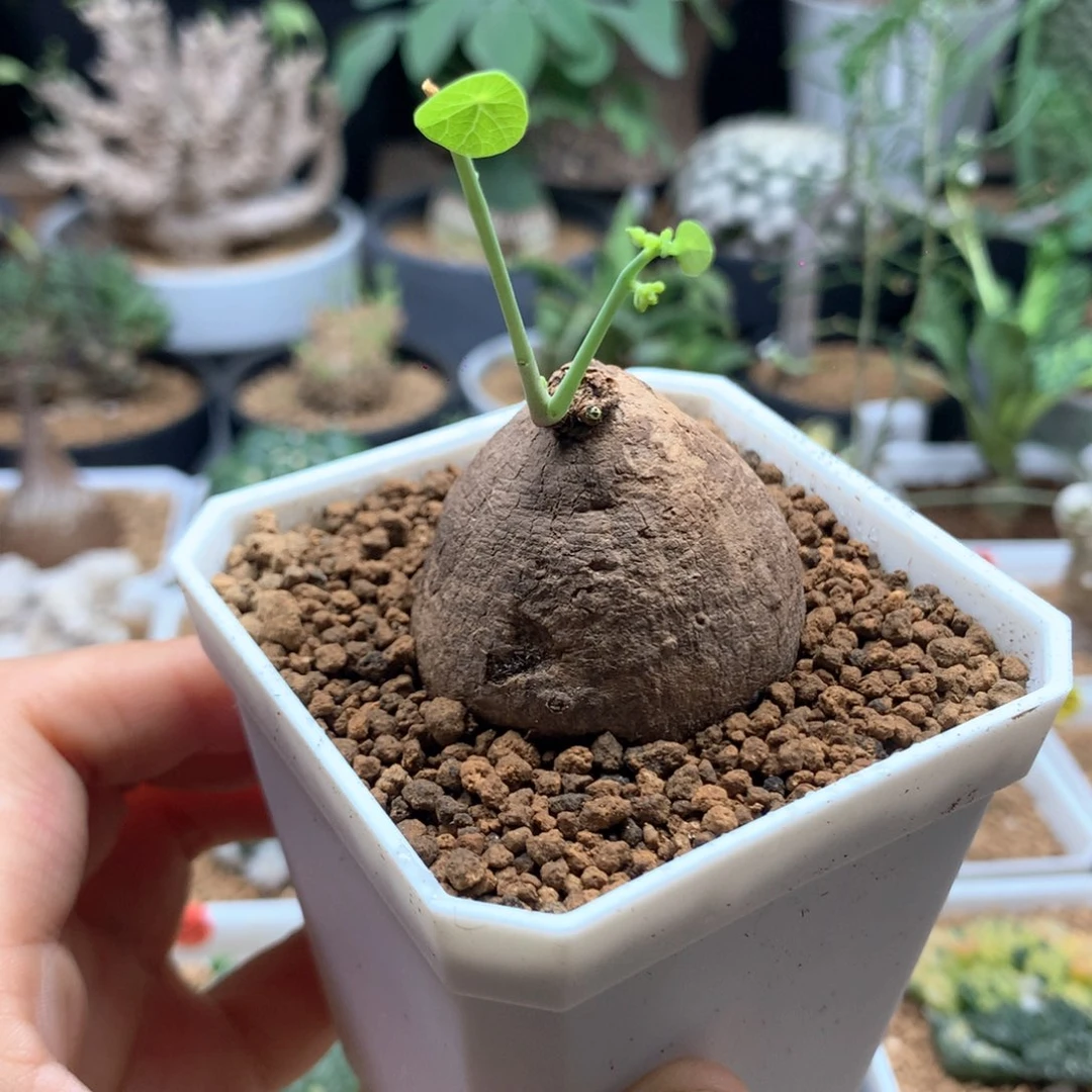 素可泰山乌龟无根带盆