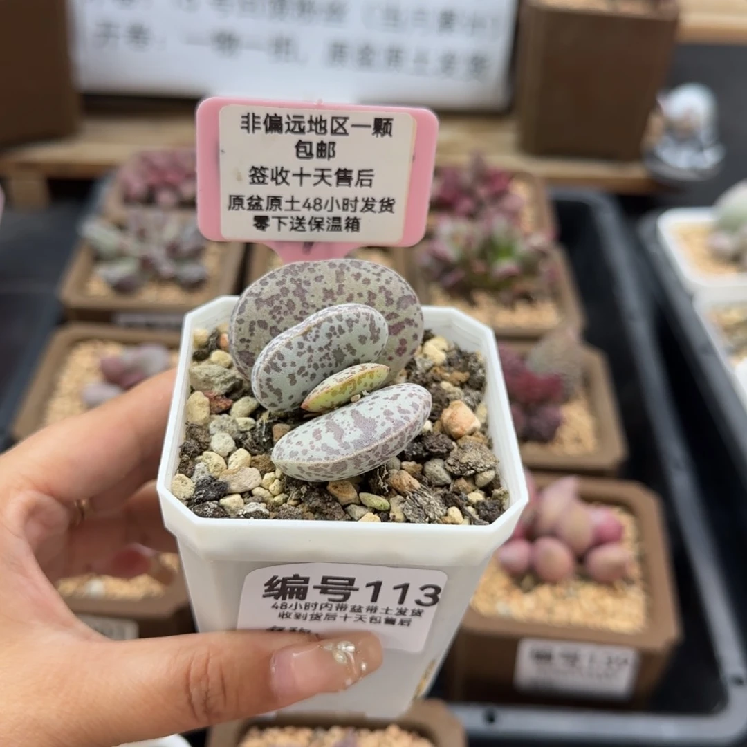 113花旦多肉植物