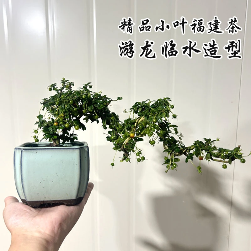 精品小叶福建茶 老盆口游龙临水造型 【季节性带花果】