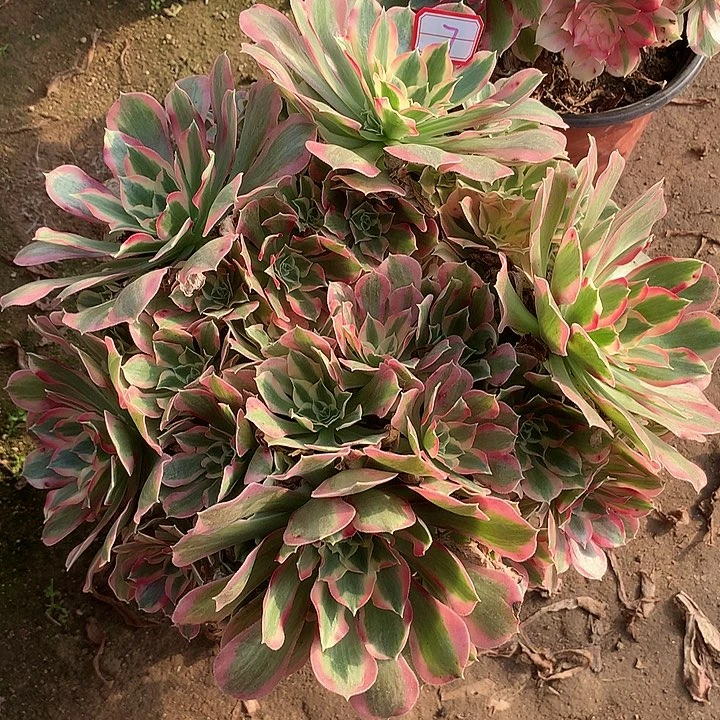 多肉植物丛林叶罗刹7