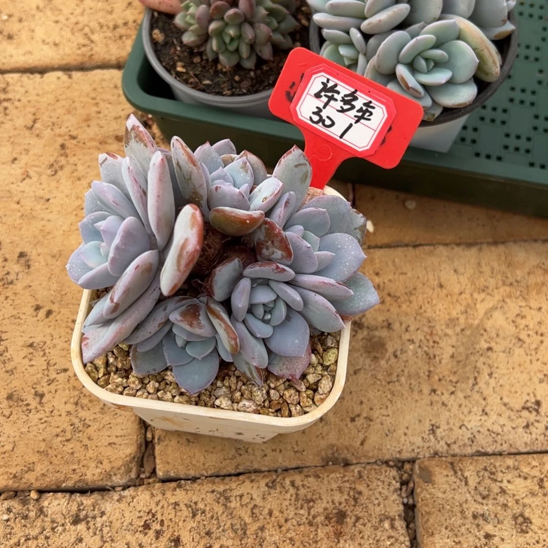 许***后许多年30 1颗。