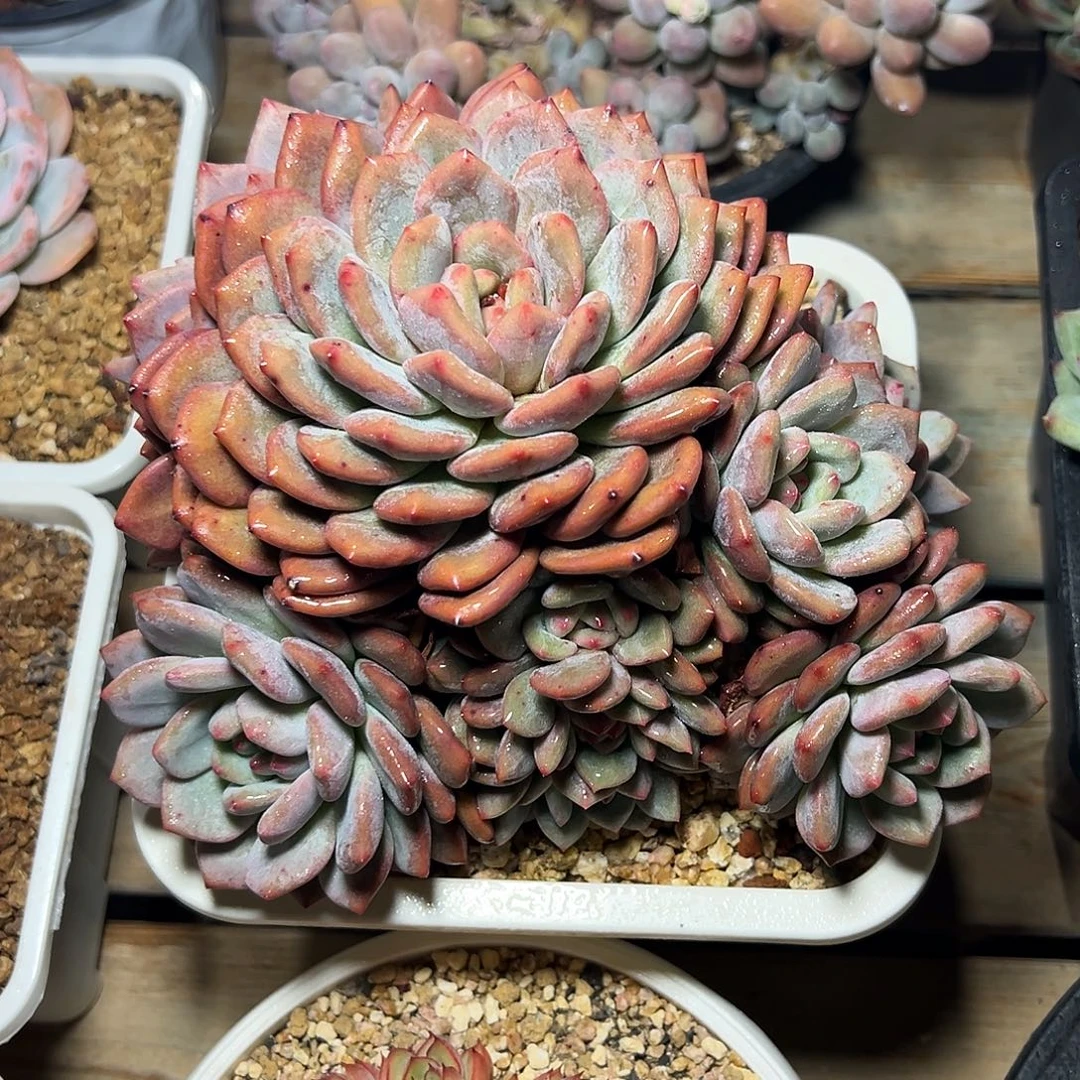 8-04-62精控爱丽儿