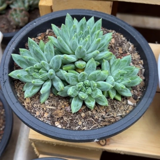 青花瓷 群生 夏鸣园艺