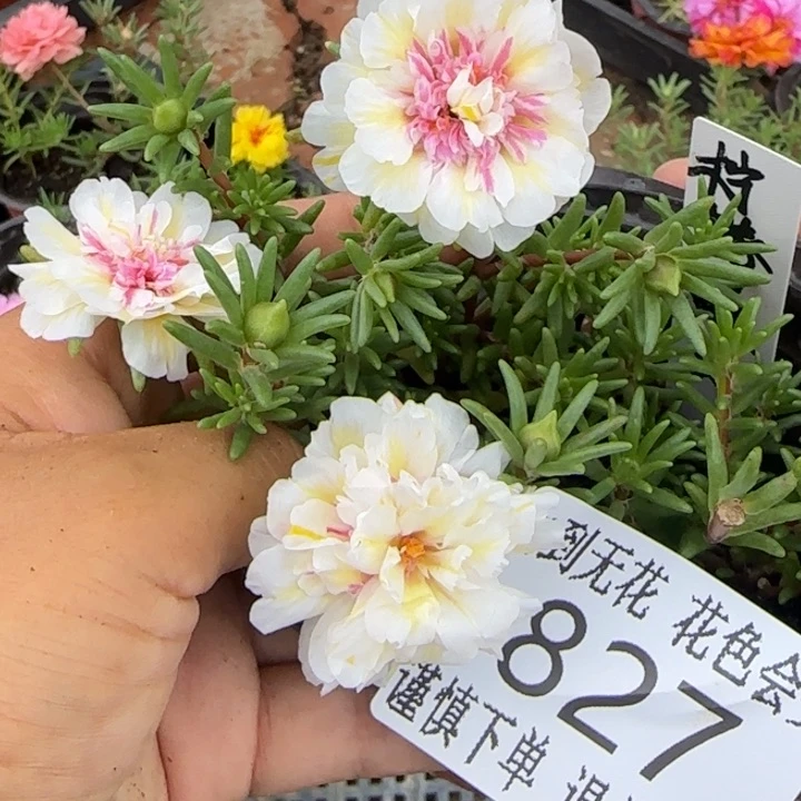 无花朵827超小苗盆口10cm