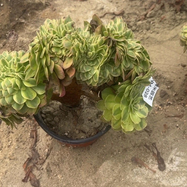 雨荷缀多肉植物028