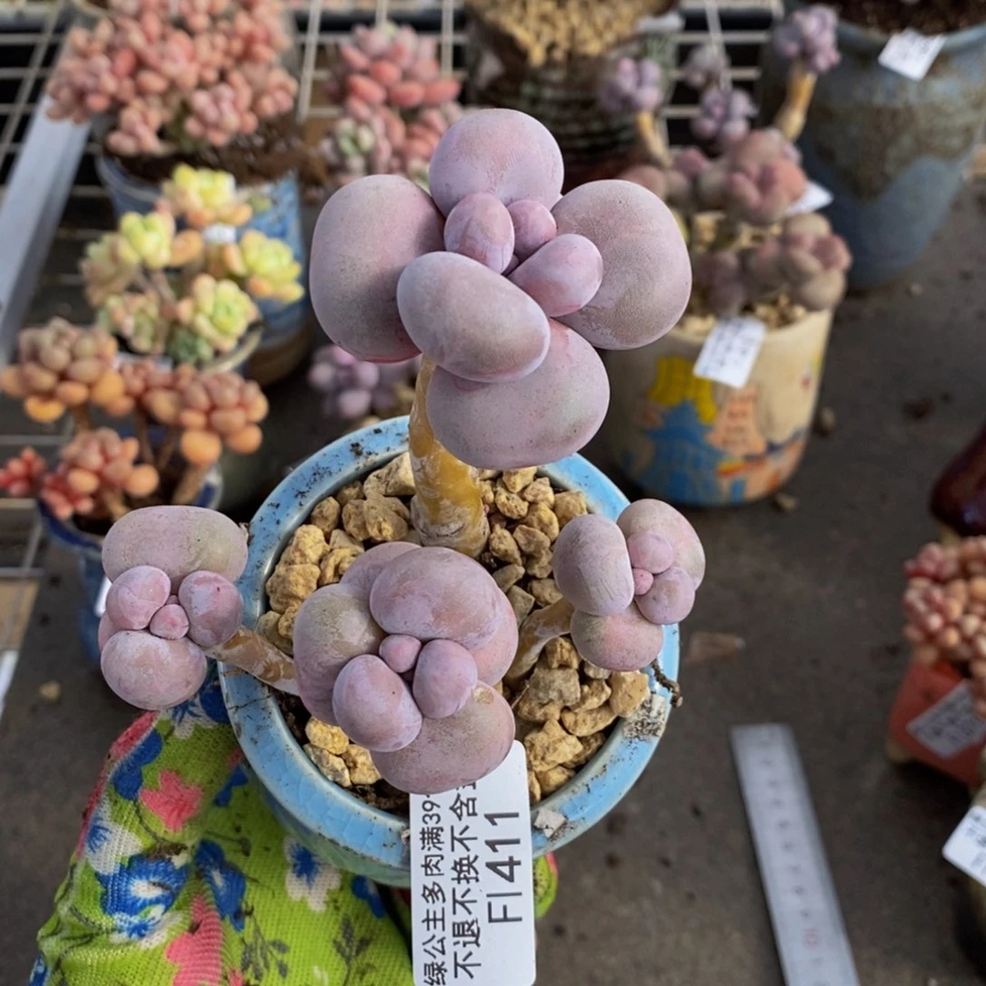 芭比奶酪411/8c m