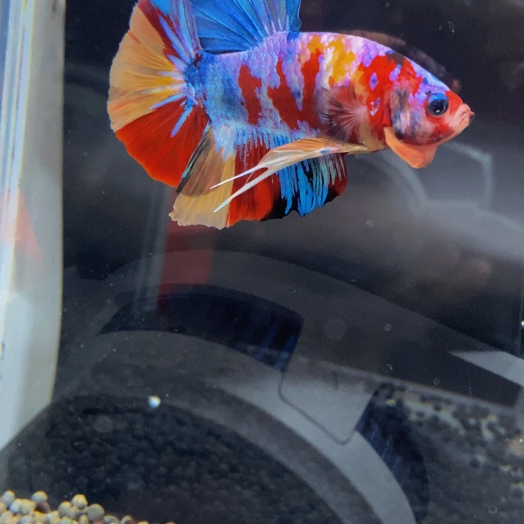 斗鱼338巨斗1星级1