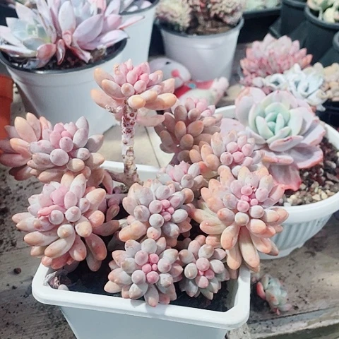 婴儿手指38.8一盆558888688885