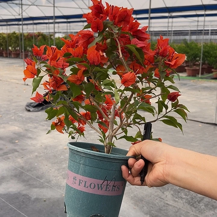 当前无花栽培后可以开花 热火桑巴 002