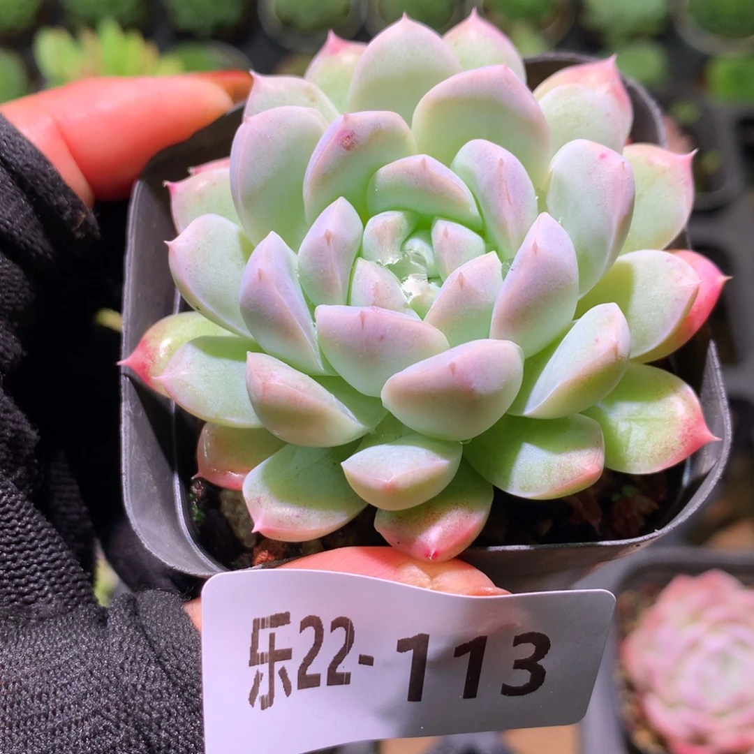 乐然22-113 新品单头