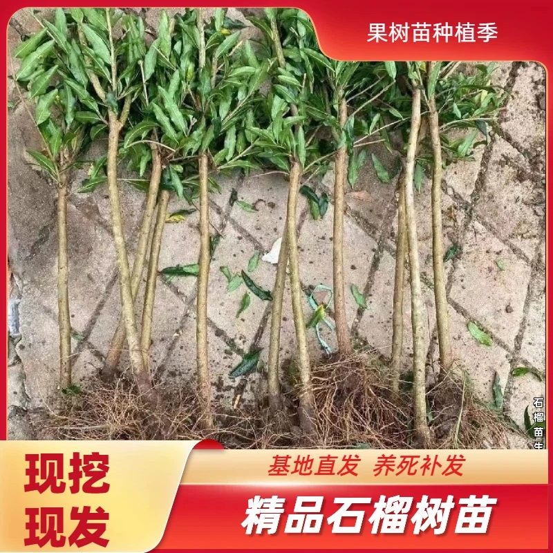 突尼斯大红袍石榴树苗盆栽地栽阳台小院南北可种