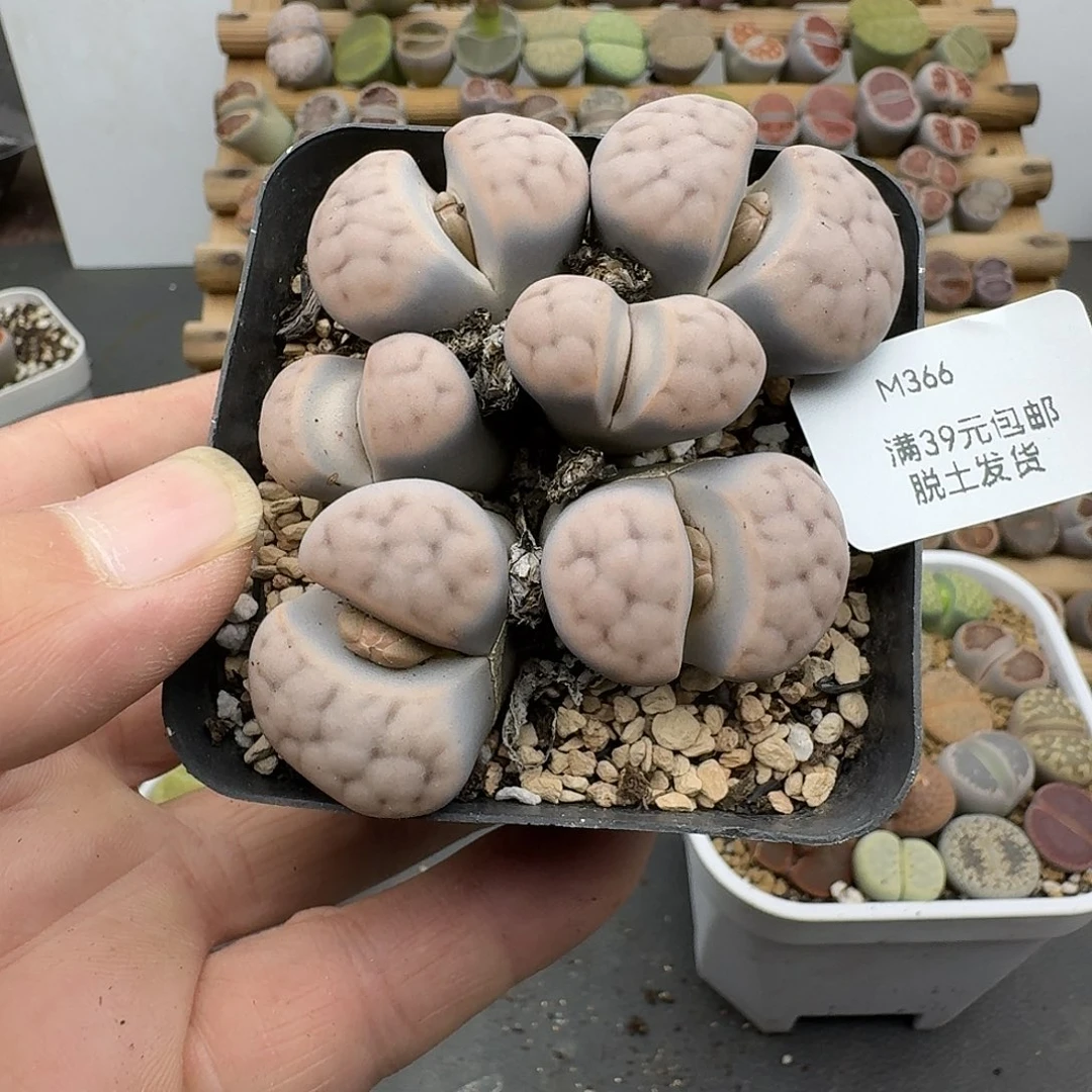 366多肉就哈哈哈哈哈哈