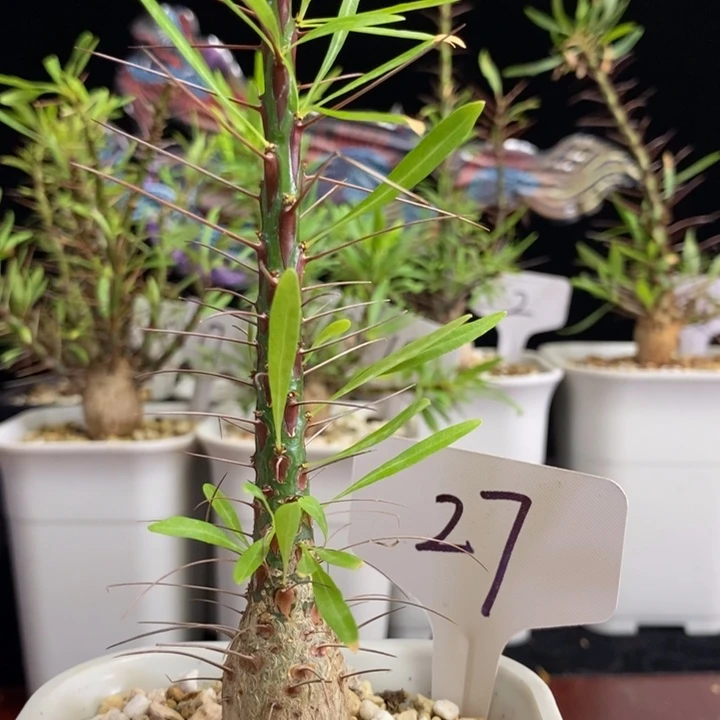 龙少园艺～紫福桂花