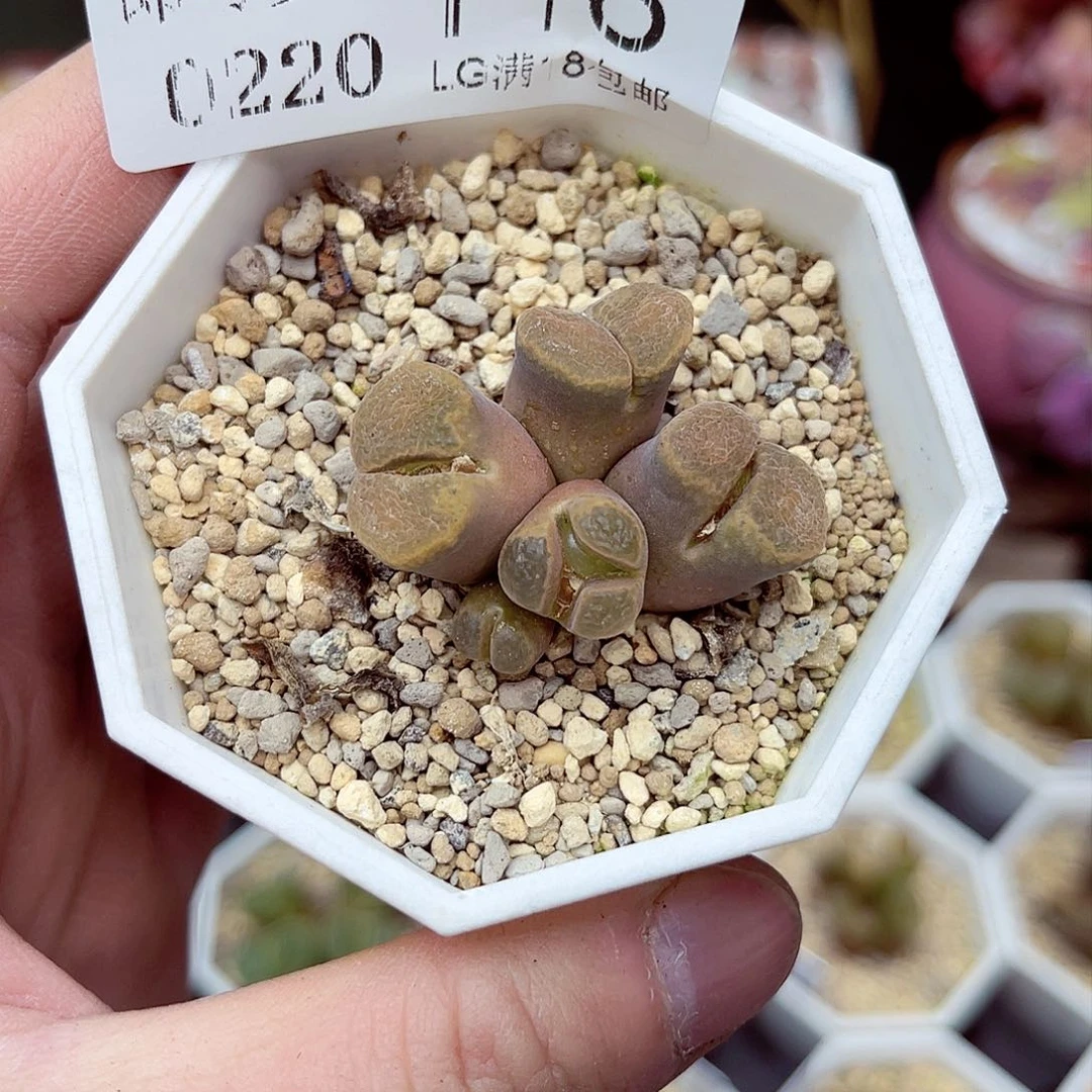 郎哥多肉生石花20-116