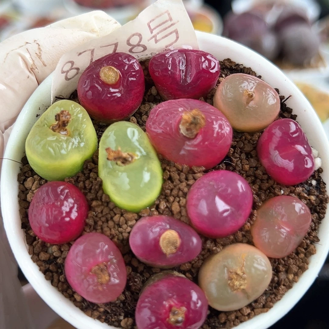 好养易活生石花大母本8778