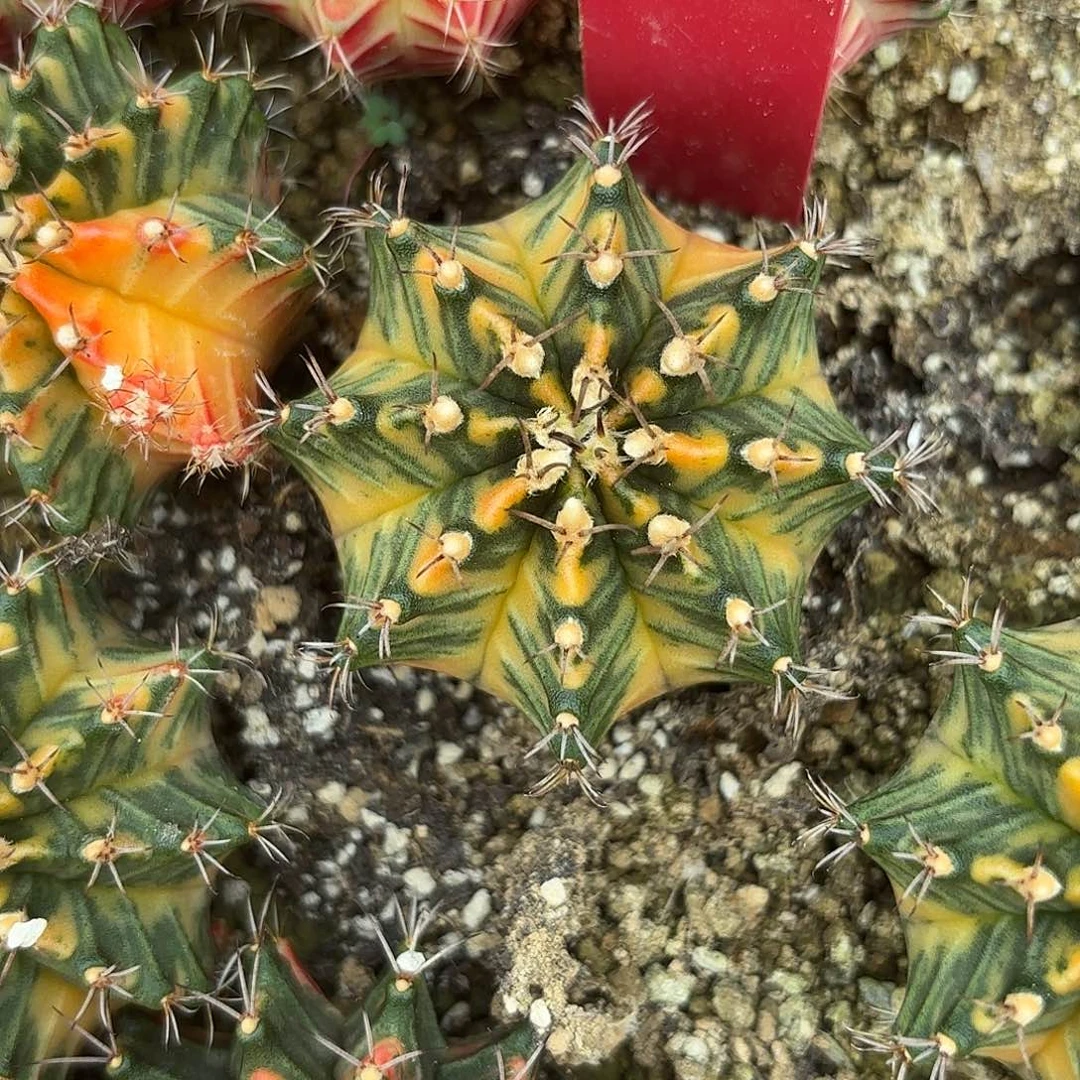 55-1113泰国发货多肉