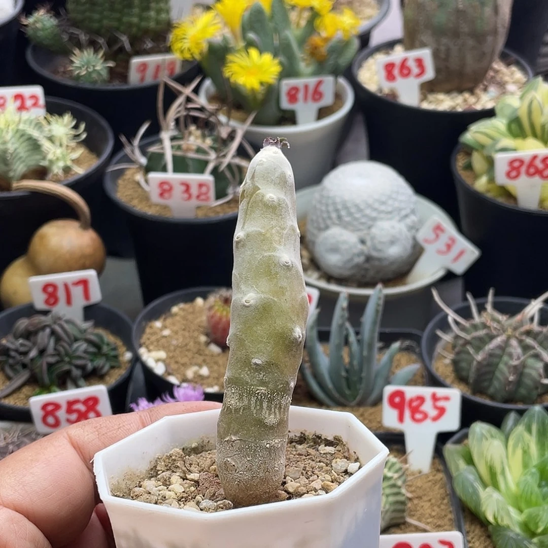 实生雪露厚敦菊 脱土包邮