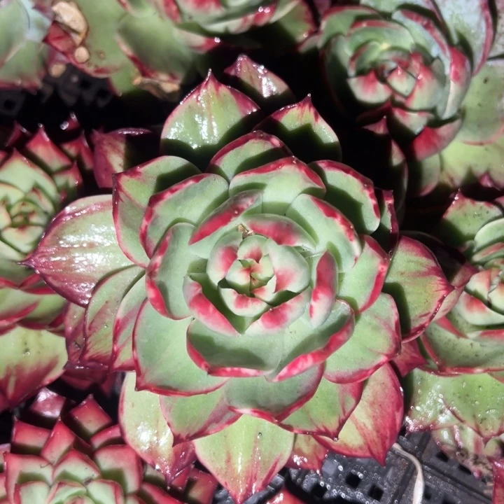 程***程多肉植物程程发货1111