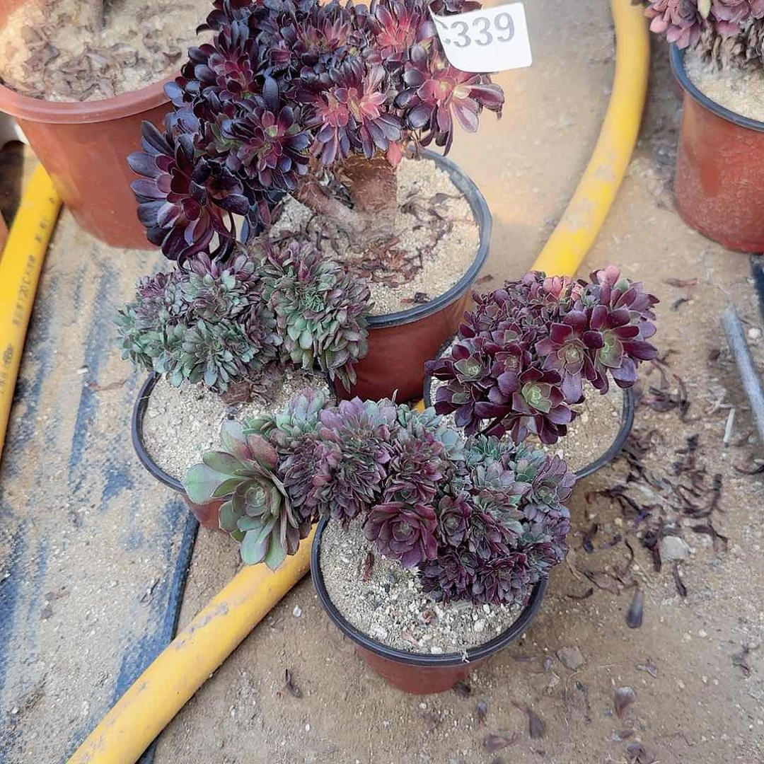 339玫瑰万缀欧紫微瑕共4颗