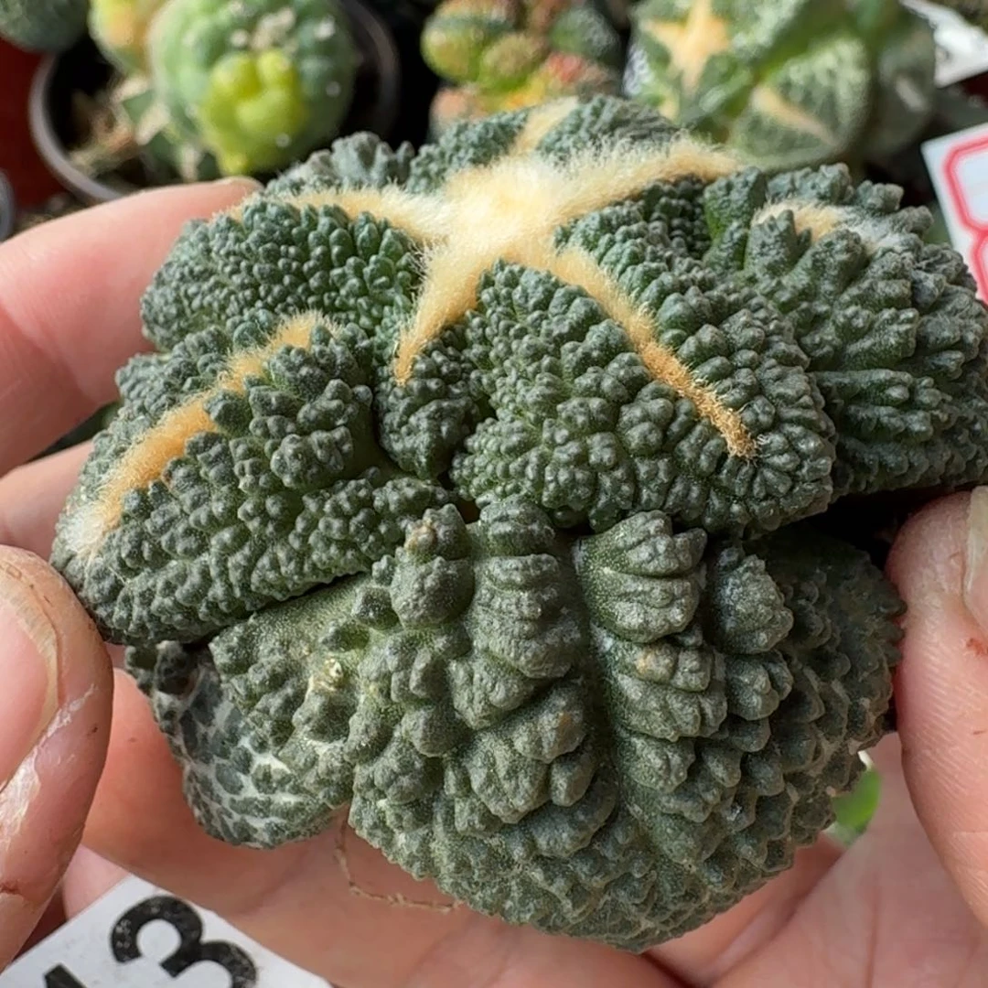 【闪购商品】萝卜根细腻大尤哥斯拉413