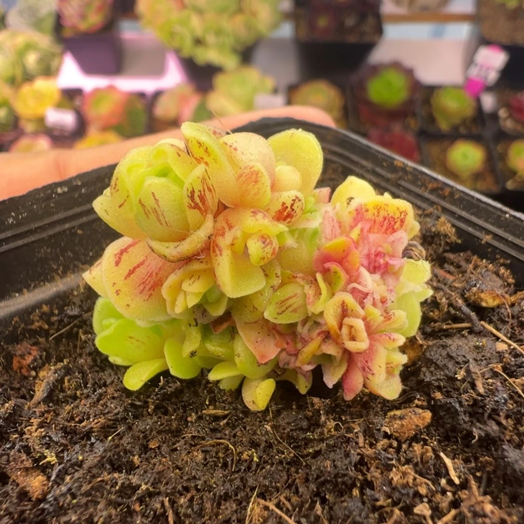 Y752半城玫瑰秋夕锦缀