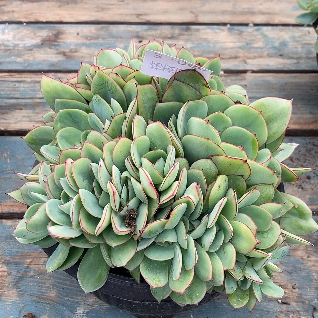 3-60牡丹庭一物一拍