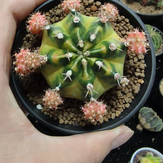 小马克侧芽自根脱土发货