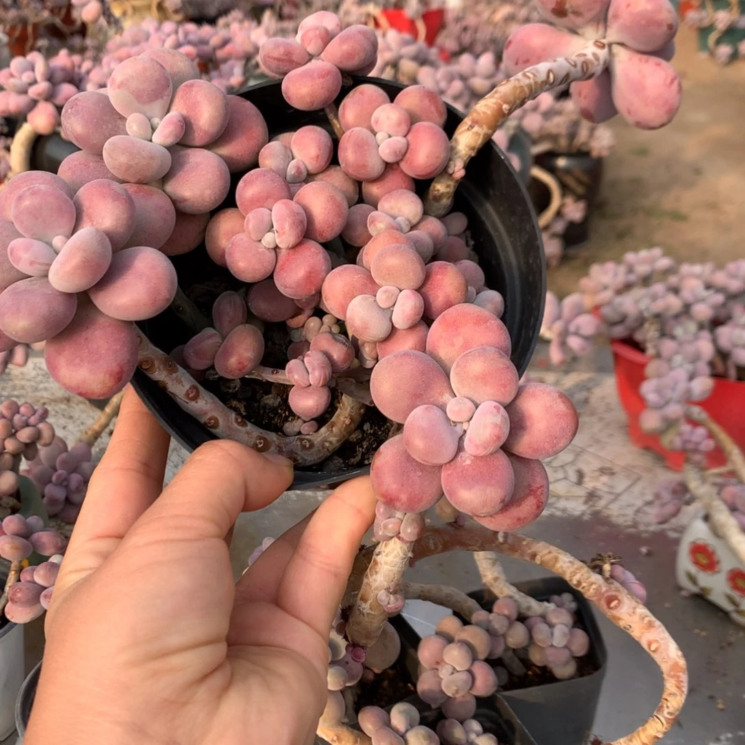 桃蛋老桩不带盆45号
