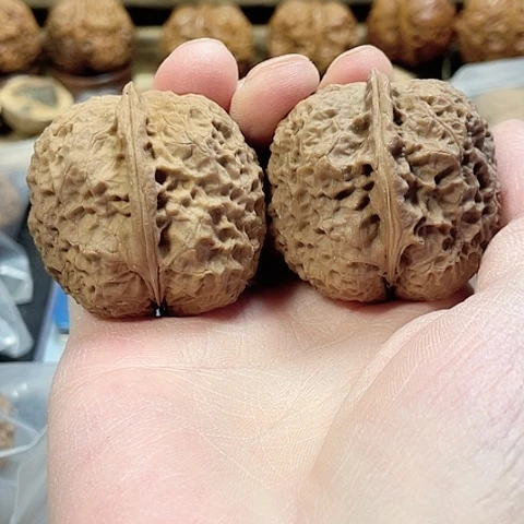 文玩核桃把件鱼籽绣球狮子带彩磕尖42