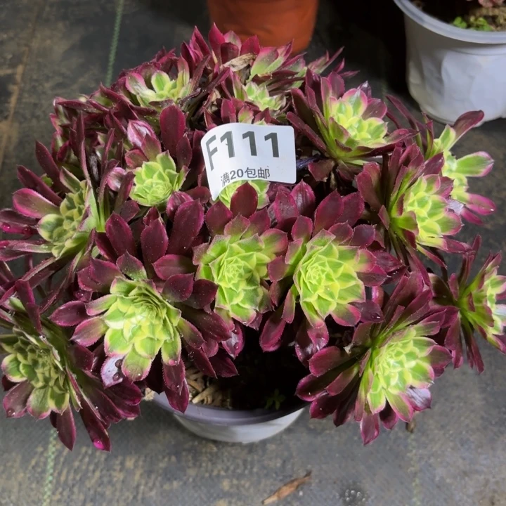 瑞妈多肉植物，111.天河