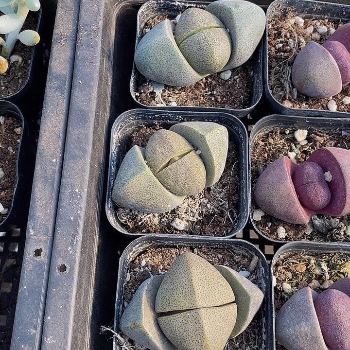 大绿元宝带盆土发货