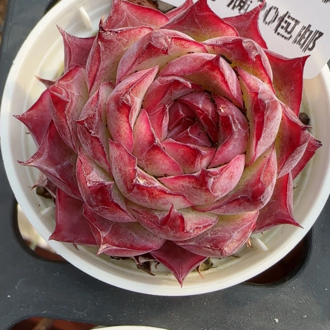 梅*?花语逸镜0209-793