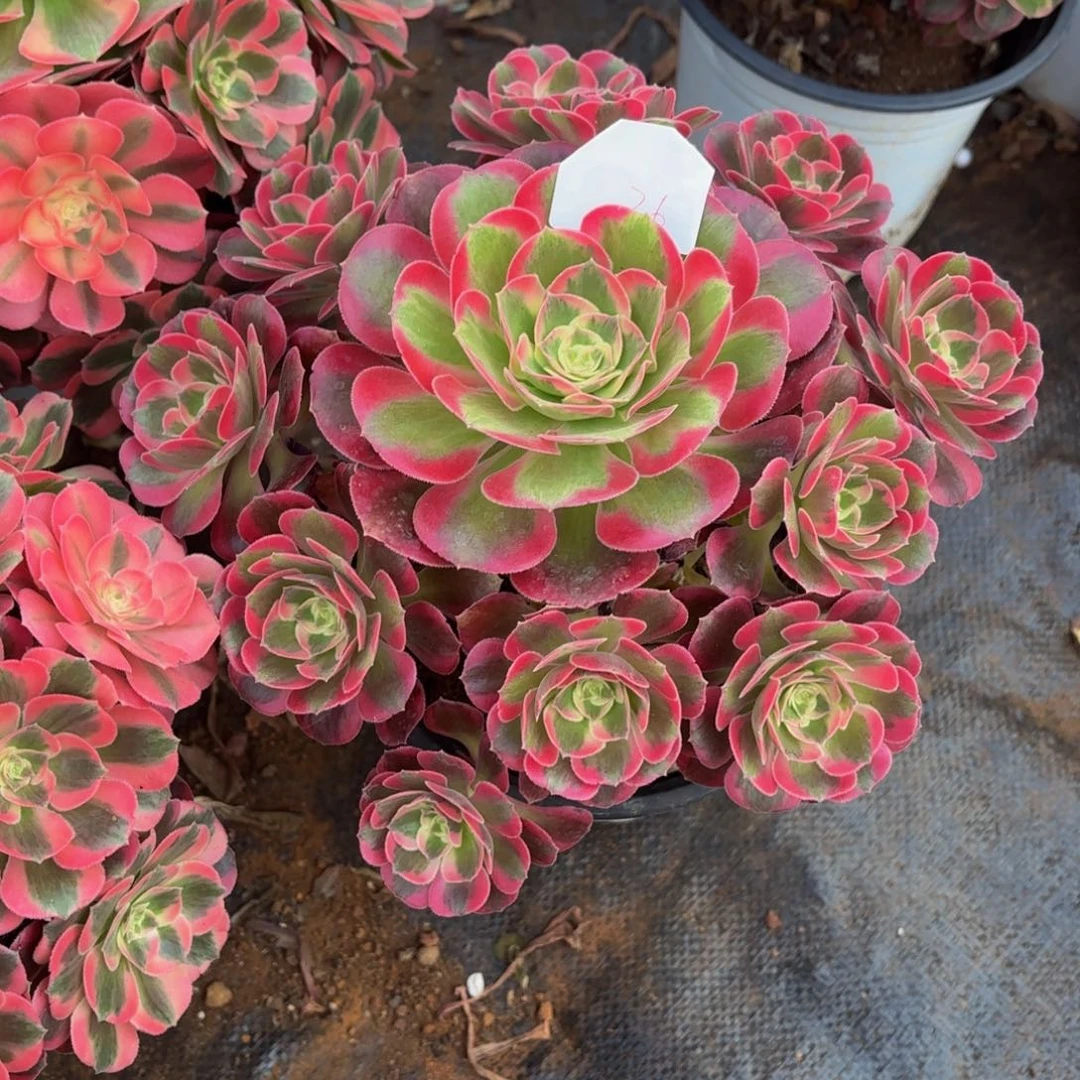 云南水蜜桃好看，36号