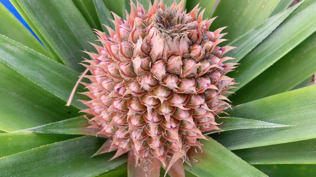 迷你观赏小菠萝鲜花趣味插花水培植物室内装饰