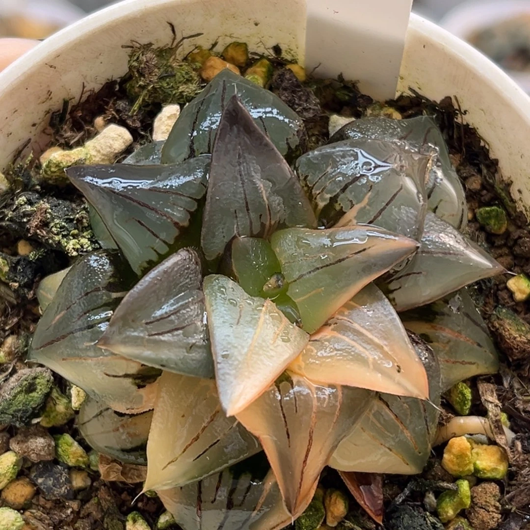 47红纹寿锦福利专场