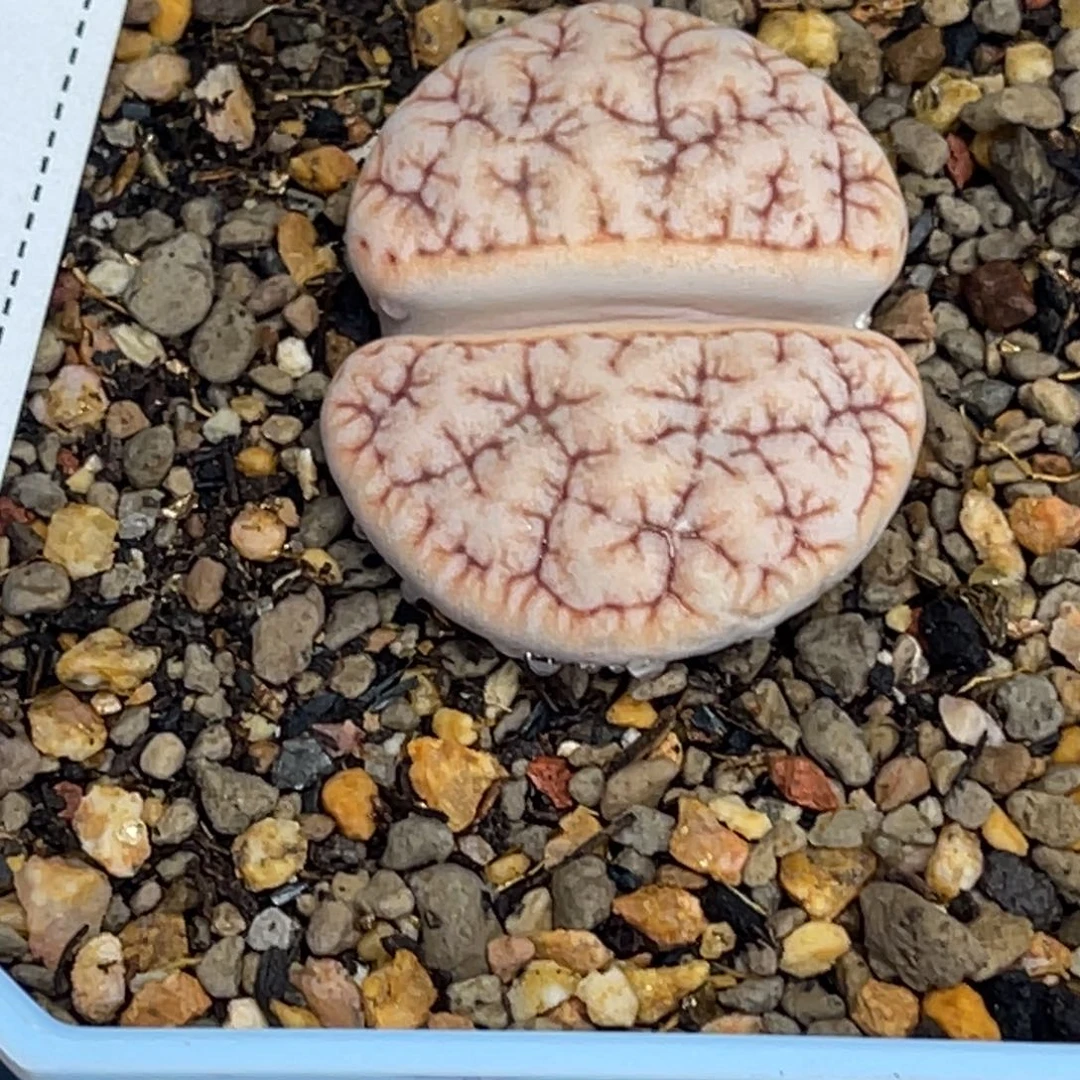 2847拿铁1891尺寸2.8