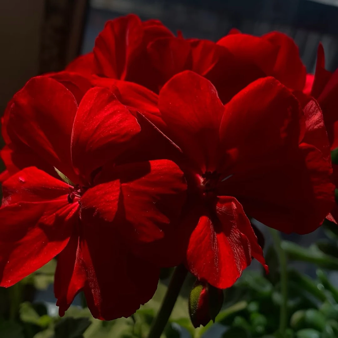 红丝绒【美翻了】深红一簇