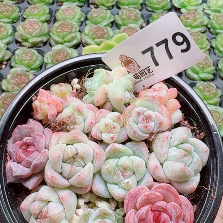 多肉植物多肉植物