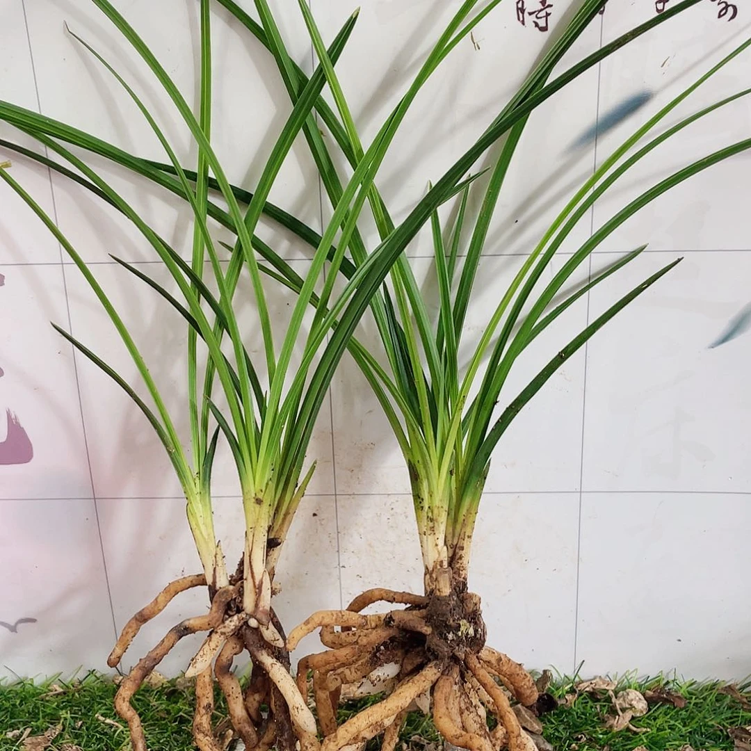 月***禾完全开放兰花兰花