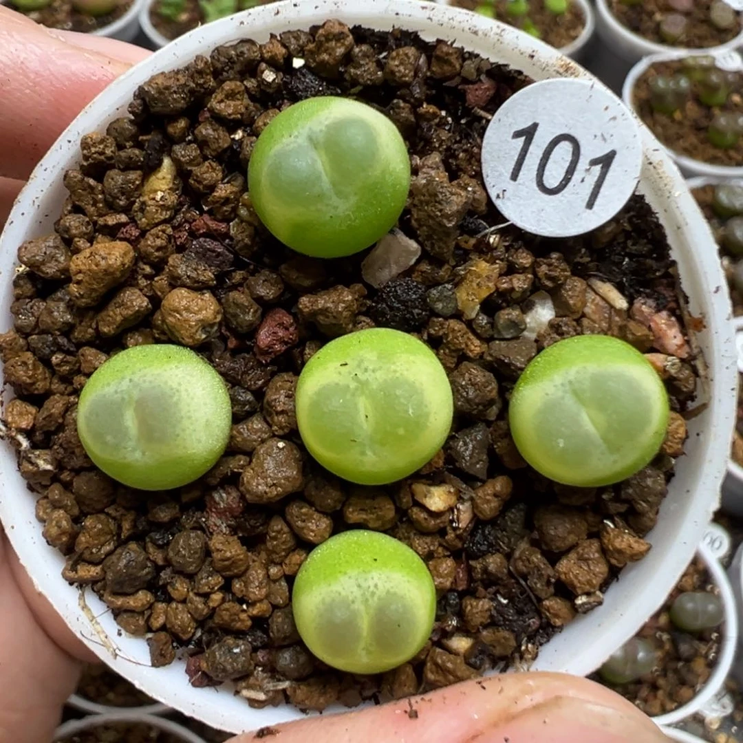 拉登5颗脱土101000