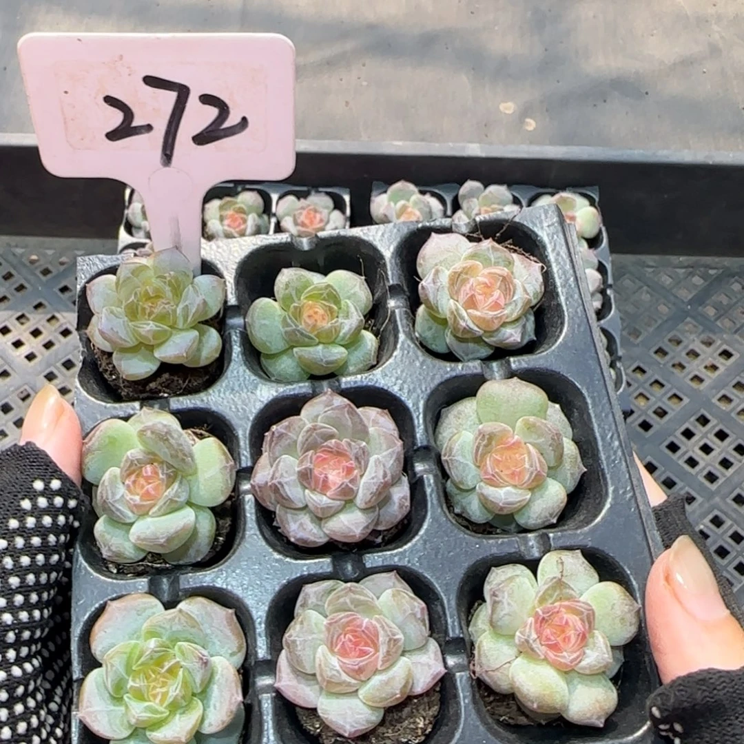 272满38包邮➗偏远发货后不退货退款