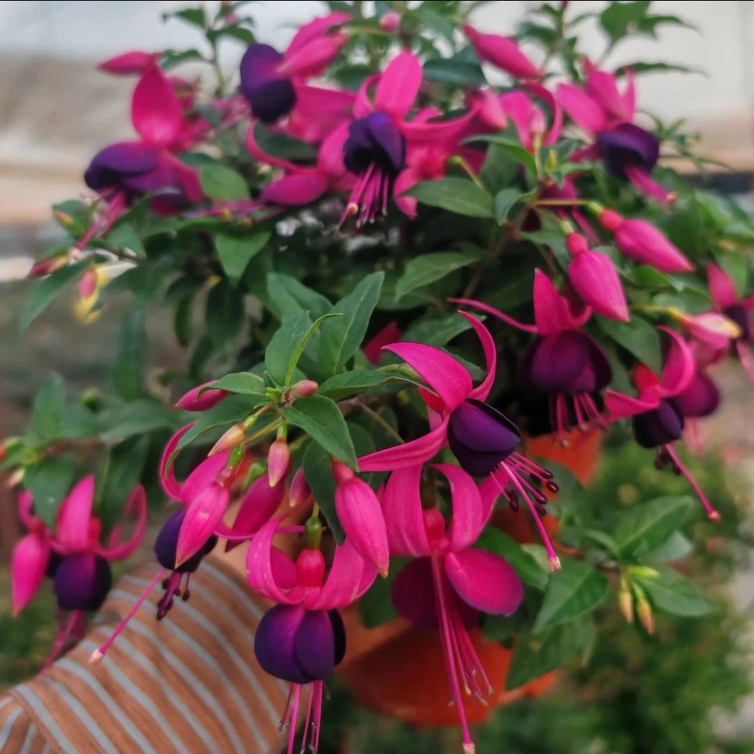 云花园艺【雀跃紫】老桩母本倒挂金钟灯笼花多花苞基地直发