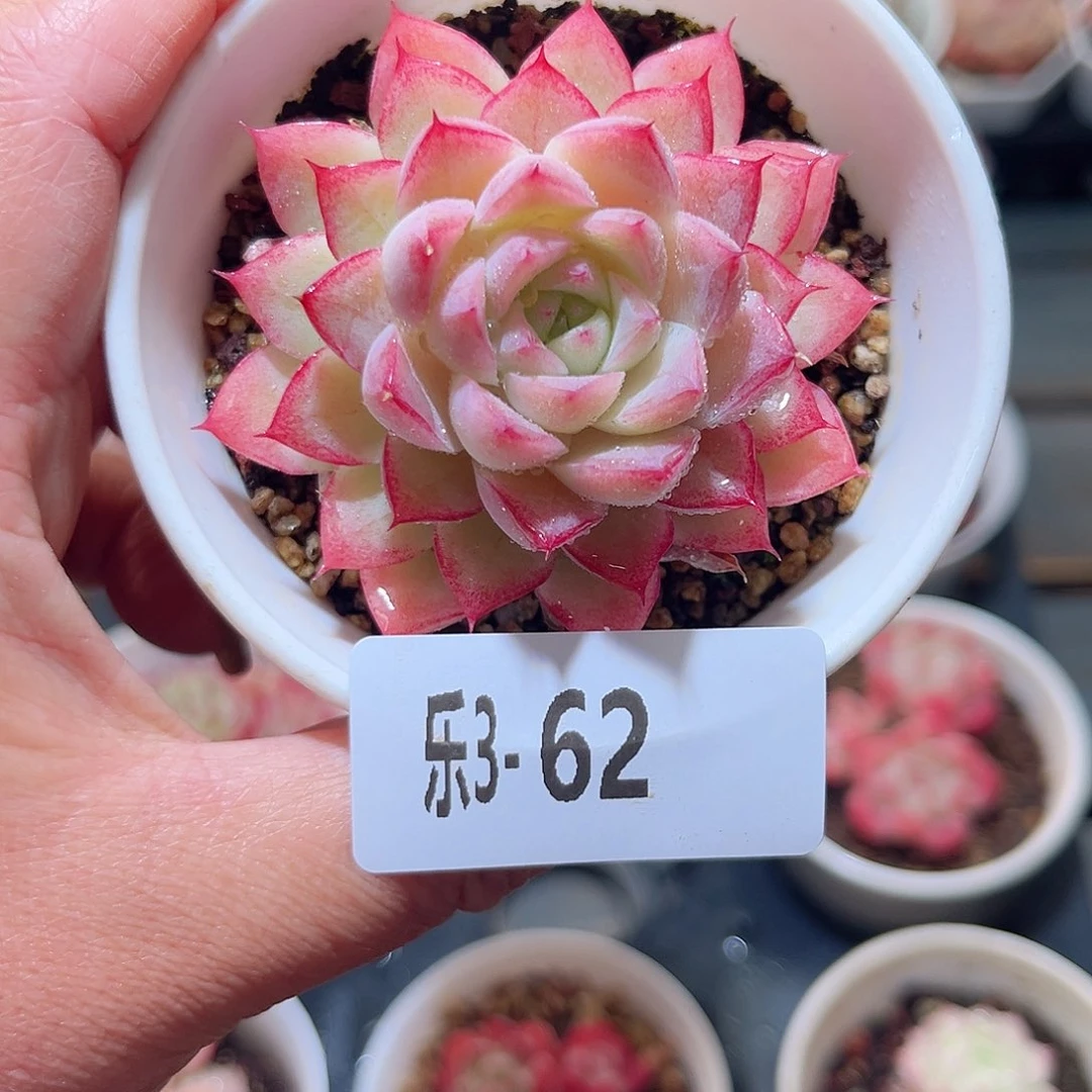 乐3-62 女王单头