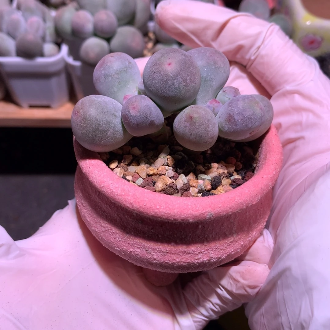 米可奶米可奶胖胖的