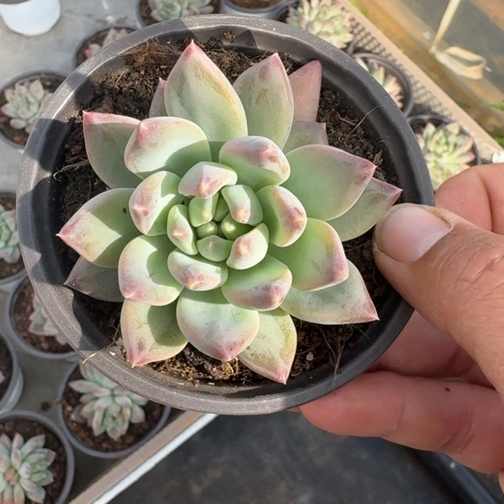 韦斯特曼 单头 一物一拍