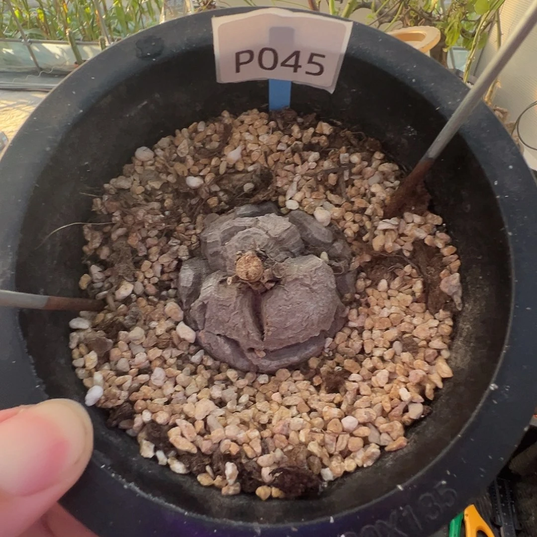多肉植物专拍 一物一拍 南非龟甲龙045